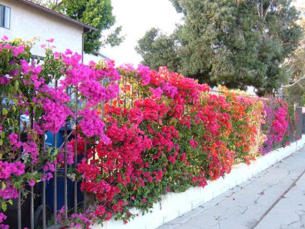 Cách trồng hoa giấy ngũ sắc cho ngôi nhà đẹp lung linh