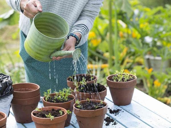 7 cách đơn giản giúp vườn rau của bạn luôn tươi tốt