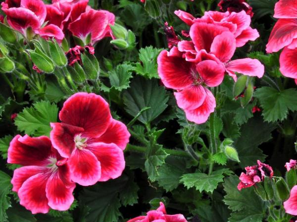 Ban công nhà bạn quanh năm sẽ rực rỡ sắc màu nhờ trồng 8 loại hoa này
